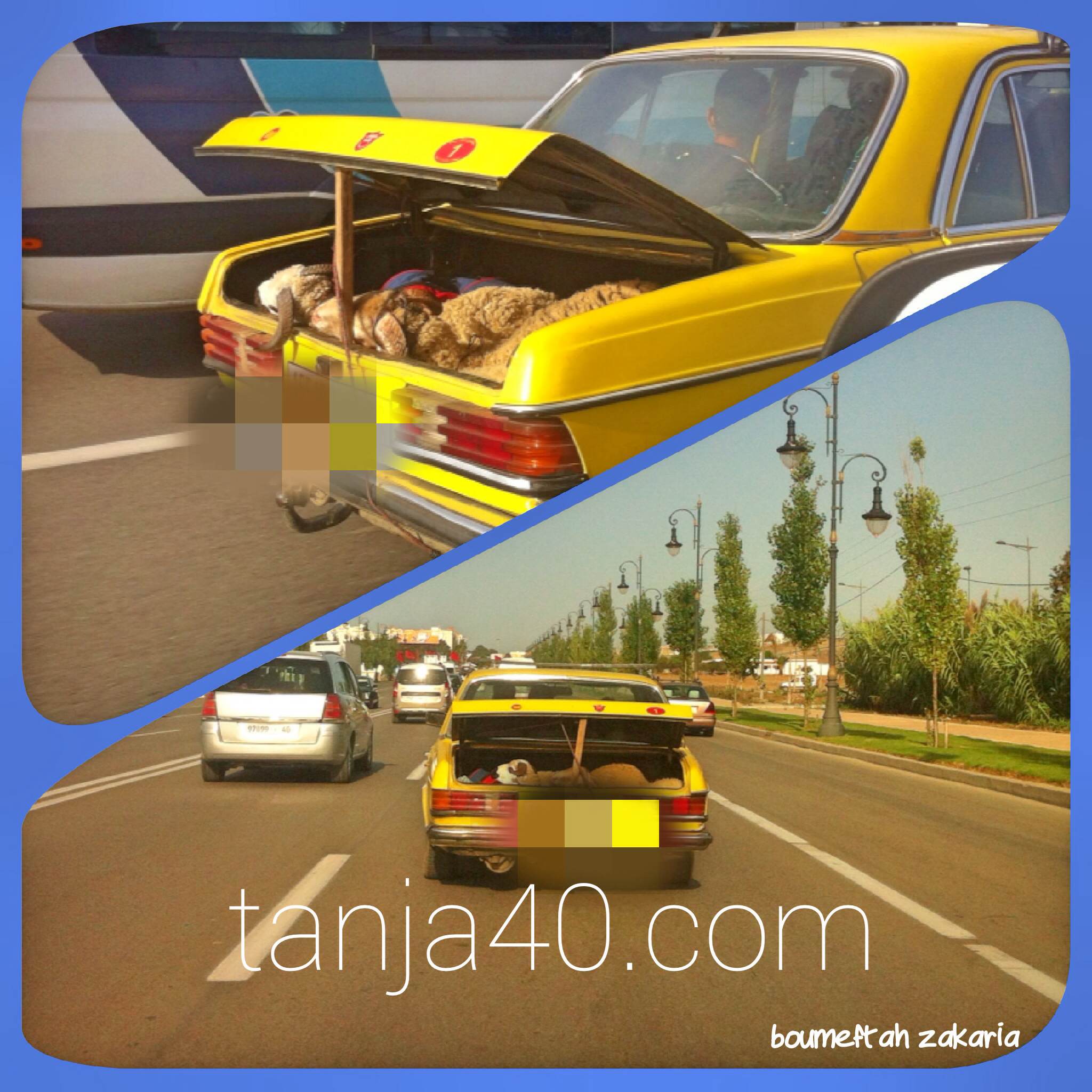 صورة اليوم.. طاكسي لنقل الأكباش بطنجة