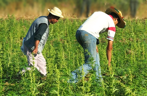 توقيف أعوان سلطة لتسترهم على انتشار البناء العشوائي وزراعة الحشيش بإقليم شفشاون