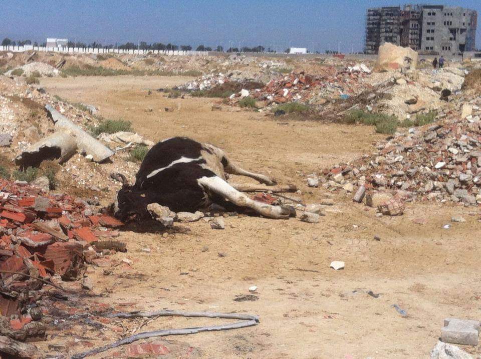  الحسيمة : ظهور مرض الحمى القلاعية بإصطبلات دوار أمليباون بجماعة بني عمارث 