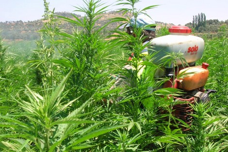 هل يقنّن المغرب زراعة 