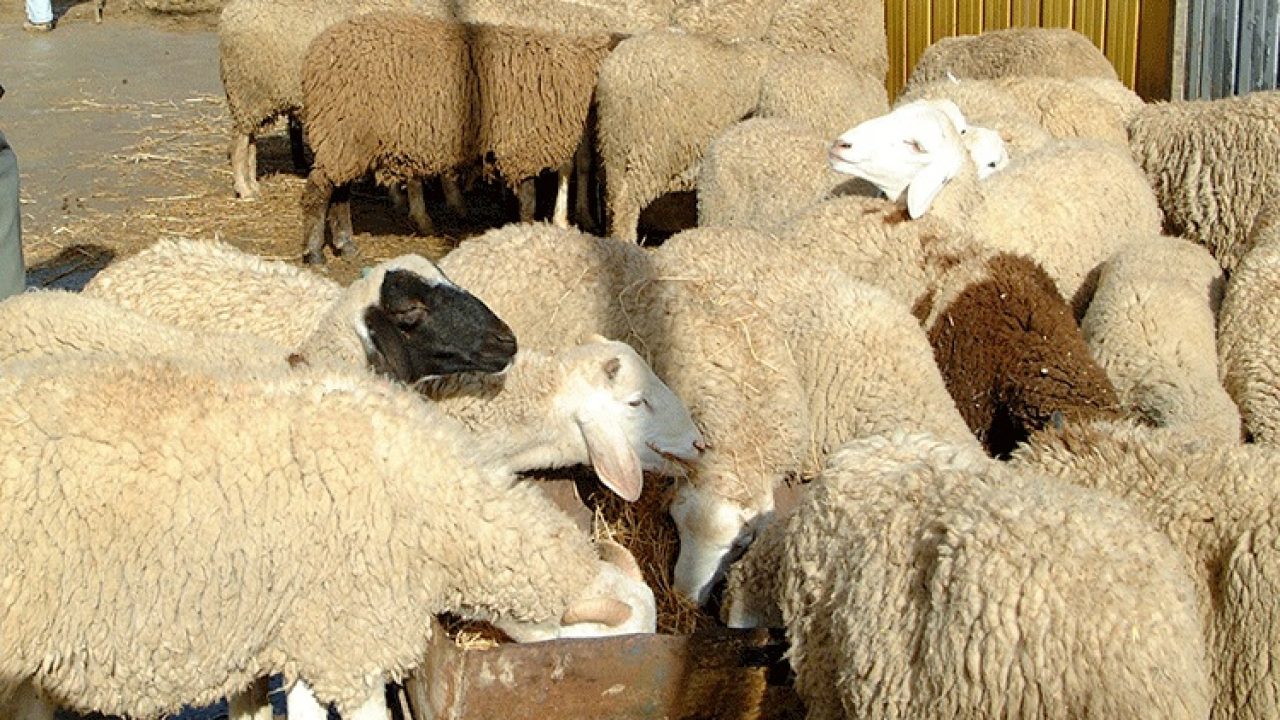 الأوقاف تعلن أن عيد الأضحى يوم الأحد 10 يوليوز