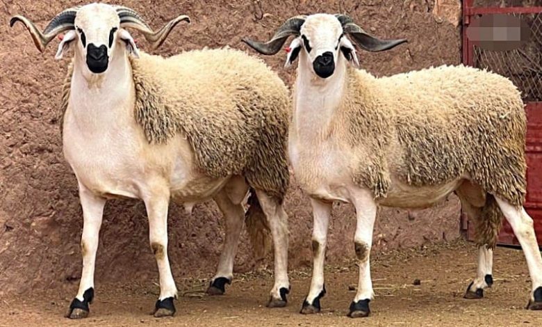 المدير العام للأمن  الوطني يتبرع على الفقراء بأضاحي العيد !