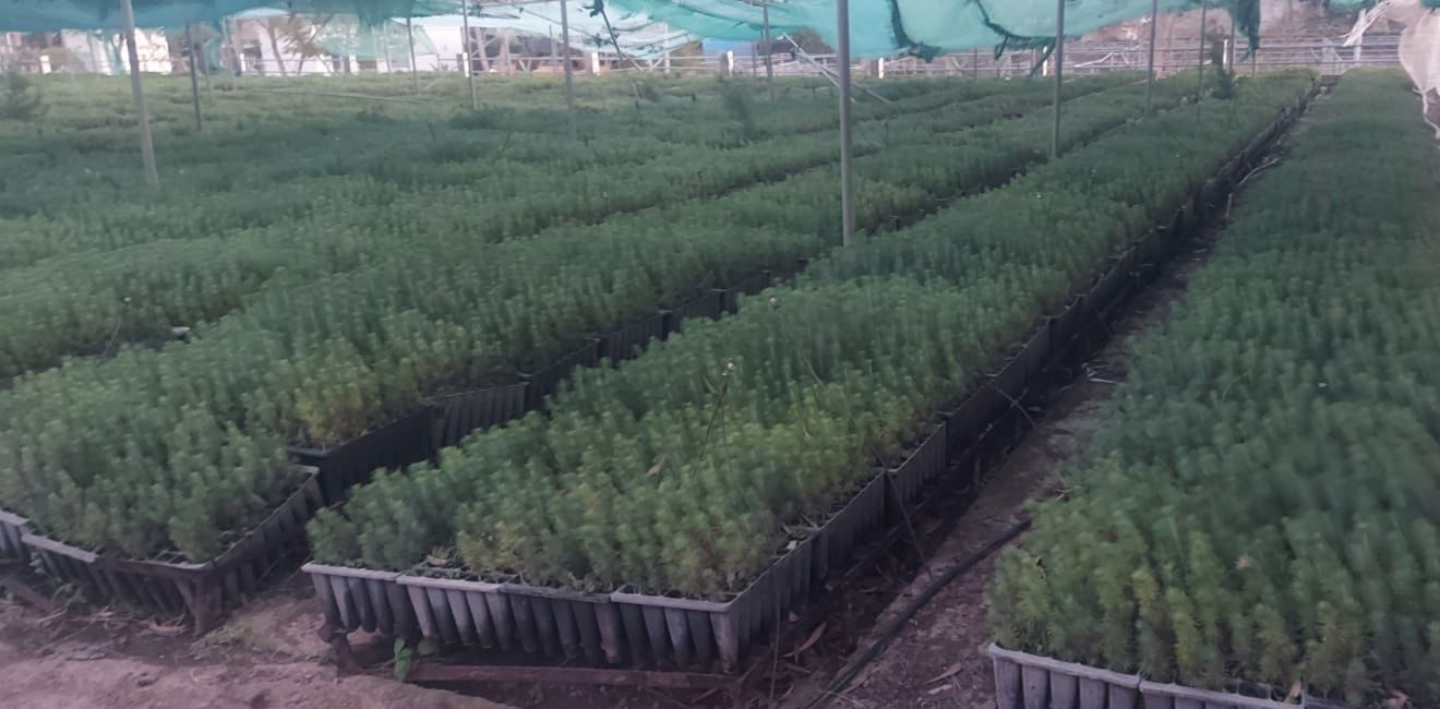 نص البلاغ الصادر عن الوكالة الوطنية للمياه والغابات بشأن مآل شتلات الصنوبر بإقليم الناظور.