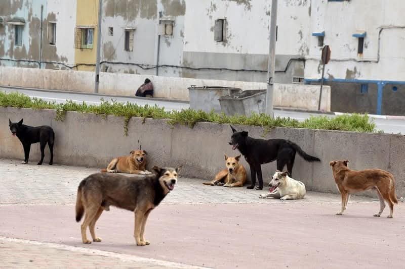 الحسيمة( مراسلة خاصة): لعلعة الرصاص.. الكلاب الضالة تُعدم وسط ذهول السكان!