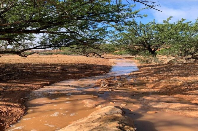 وكالة الوطنية للمياه والغابات توضح حقيقة ما يُتداول حول مرض شجر الأركان باشتوكة ايت باها 